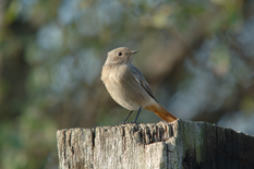 codirosso spazzacamino